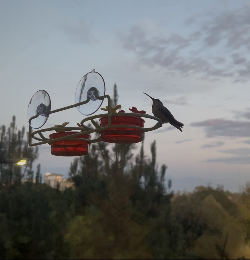 Second photograph from the Birds project