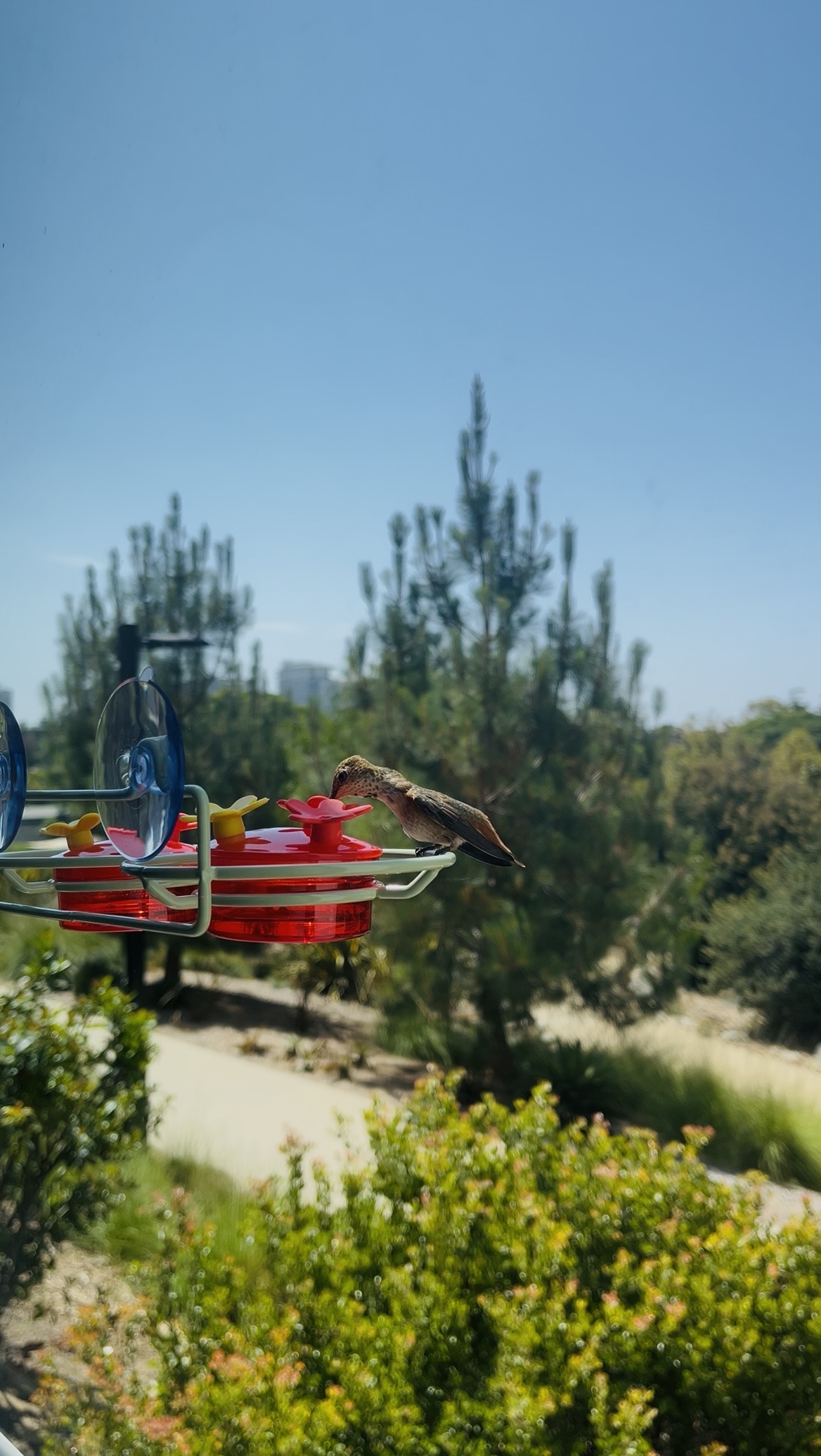 Third photograph from the Birds project